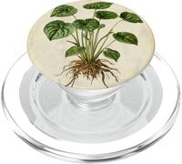 Planta de ilustración científica vintage Peperomia PopSockets PopGrip para MagSafe