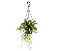 Planta de interior colgante Hoya wayetii tricolor - Flor de cera 14 cm