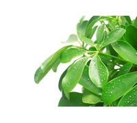 Planta de Interior Exótica y Natural Descubre la Versatilidad de la Schefflera Arboricola