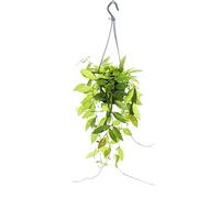 Planta de interior para colgar, Hoya gracilis, flor de porcelana, 14 cm