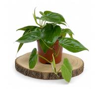 Planta de Interior para Dormitorio Planta Liana Corazón Verde DECOALIVE | Philodendron Hederaceum, Maceta 12 cm y Altura 15-20 cm