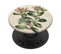 Planta de Jade suculenta Planta de ilustración científica Vintage PopSockets PopGrip Adhesivo