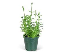 Planta de Lavanda Ieal para Extraer Aceite Esencial de Calidad Premium para Aromaterapia y Cuidado de la Piel