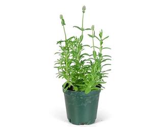 Planta de Lavanda Ieal para Extraer Aceite Esencial de Calidad Premium para Aromaterapia y Cuidado de la Piel