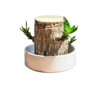 Planta de madera brasileña, decoración hidropónica natural, planta hidropónica brasileña de madera, para lugar de trabajo, mesita de noche, estantería, salón, casa, habitación infantil, balcón y