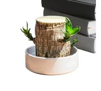 Planta de madera de Brasil - Tocón de árbol natural, acento de madera decorativo hidropónico | Exhibición rústica para interiores, ecológico único para el lugar de trabajo, mesita de noche, sal