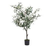 Planta de olivo C-Pot 492Hojas H120