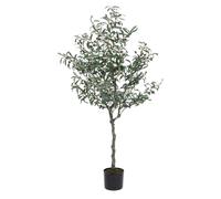 Planta de olivo C-Pot 984Hojas H150