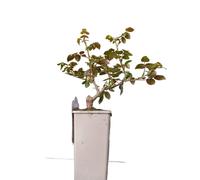 Planta de Rosa Arbustiva Rosales Naturales en Mix de Colores Perfectos para Exterior