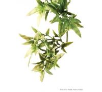 Hagen Exo?Planta?de?Seda?abuliton?peq. XXX