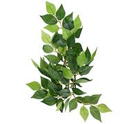 Hagen Planta de Seda Colgante para terrario Exo Terra, Ficus, S