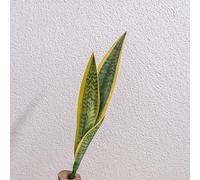 Planta de serpiente de PVC de imitación para decoración del hogar y la oficina, no requiere cuidado ni riego, añade un toque de naturaleza en cualquier lugar (A)