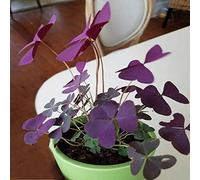 Planta de trébol morado - Bonita planta en maceta - Bulbos Oxalis Triangularis (7)