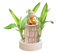 Planta Lucky Wood Brasileña - Árbol de la Fortuna Miniatura con Bandeja de Plástico,Decoración de Escritorio,Planta Hidropónica para Casa u Oficina (Pequeño Monje)