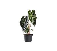 Planta Natural Alocasia Polly La Opción Ideal para Aquellos que Quieren Agregar una Pizca de Extravagancia y Estilo a su Decoración