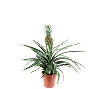 Planta Natural con una Mini Piña Comestible Bromelia Piña Viva