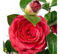 Planta Natural de Camelia Japónica Despierta tu Jardín con una Explosión de Flores Invernales