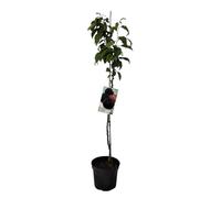 Planta natural Frutal arbol Ciruelo President injertado. Altura 80-100 cm. Árbol vigoroso que da ciruelas grandes, moradas, dulces y tardías, ideal para conserva. Segura Garden