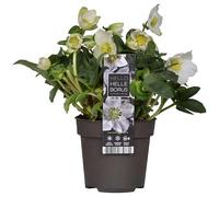 Planta Navidad Helleborus Niger Flores Blancas Flor Navideña
