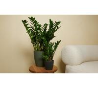 Planta Zamioculcas: 2 plantas / Aprox. 80-90 cm (maceta de 21 cm)
