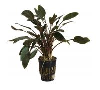 Plantas acuario Cryptocoryne Tropica Iberia pack de 3