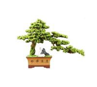 Plantas Artificiales Bonsái Artificial con Maceta de cerámica, decoración for la Entrada o el salón. Adornos de Plantas Artificiales.