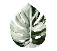 Plantas De Araña Saltarina | Suministros Realistas para Mascotas con | Decoración De La Casa Saltadora De Arañas | para Invernadero, Terrario, Serpiente, Alfombra, Huevo Ermitaño, Interior, Ma