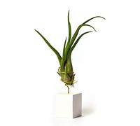 Plantas de Escritorio con Ordenador para Decorar la Oficina Escritorio Estudio fáciles de cuidar Tillandsia Caput Medusae (Soporte Incluido) (Blanco)