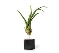 Plantas de Escritorio con Ordenador para Decorar la Oficina Escritorio Estudio fáciles de cuidar Tillandsia Caput Medusae (Soporte Incluido) (Negro)