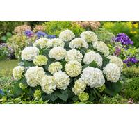 Plantas de Hortensias Macrophylla : Rosa / 3