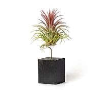 Plantas de Interior para Decorar la Oficina Escritorio Estudio fáciles de cuidar (Tillandsia Ionantha Ionantha) (Soporte Incluido) (Negro)