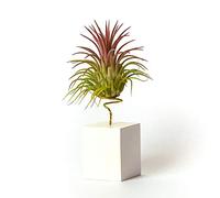 Plantas de Interior para Decorar la Oficina Escritorio Estudio fáciles de cuidar (Tillandsia Ionantha Ionantha) (Soporte Incluido) (Blanco)