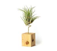 Plantas de Interior para Decorar la Oficina Escritorio Estudio fáciles de cuidar Tillandsia Ionantha Scaposa (Soporte Incluido) (Pino)