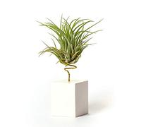 Plantas de Interior para Decorar la Oficina Escritorio Estudio fáciles de cuidar Tillandsia Ionantha Scaposa (Soporte Incluido) (Blanco)