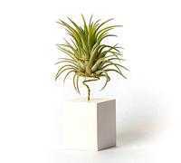 Plantas de Interior para Decorar la Oficina Escritorio Estudio fáciles de cuidar Tillandsia Ionantha Rubra (Soporte Incluido) (Blanco)