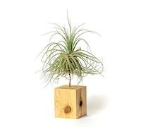 Plantas de Interior para Decorar la Oficina Escritorio Estudio fáciles de cuidar Tillandsia Magnusiana (Soporte Incluido) (Pino)