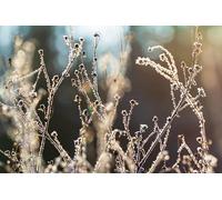 Plantas de Invierno - Rompecabezas de Madera de 2000 Piezas - Manualidades - Amistad - Regalo - Ocio - Entretenimiento - Decoración para Fiestas - 14 años+