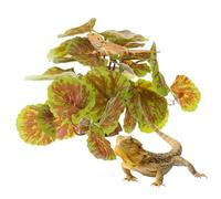 Plantas De Reptiles Falsas: Hojas Falsas Realistas, Decoración Del Hábitat De Tortugas Lagarto, Decoración De Acuario, Plantas De Imitación, Para Gecko, Rana, Sapo, Tortuga, Mascotas, Lagarto, Sapos,