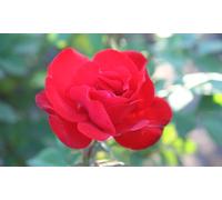 Plantas de rosas Polyantha: Set de 3 plantas / Garden Princess (flores amarillas)