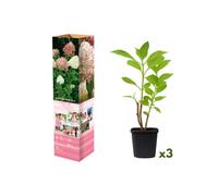 Plantas hortensias: Annabelle (flores blancas) / 3