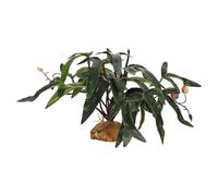 Plantas para Terrario de Reptiles - Decoración Interior Realista Falsa | Hojas para Terrario,para Agua Dulce Desierto Peces Tortuga Betta Gecko Leopardo Camaleón Rana Anfibio Ermitaño