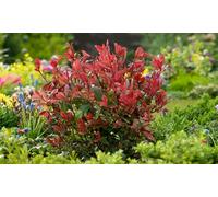 Plantas Photinia Red Robin: 6