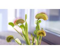 Plantas que atrapan insectos: Dionaea Venus atrapamoscas