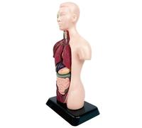 Plantilla de Anatomía,Kit Científico Realista Desmontable Educativo,Plantilla de Esqueleto Herramienta de Estudio del Cuerpo Humano | para Niños y Niñas mayores de 6 Años Casa Escuela Aula Hospital