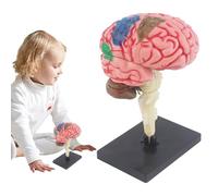 Plantilla De Cerebro Para, Modelo De Cerebro Humano, Modelo De Enseñanza De La Plantilla De Medicina De Enseñanza, Código De Color Para Identificar Funciones Cerebrales, Modelo De Anatomía P