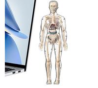 Plantilla de Cuerpo Humano para | Anatómico Interactivo Realista - Herramienta Pedagógica para Estudiantes de Medicina Dentista Escuela Laboratorio Educación en el Hogar