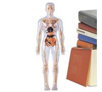 Plantilla de Cuerpo Humano para - Juguete de órganos que brillan en la oscuridad | Plantilla de estructura del cuerpo humano | aprendizaje de anatomía para los 8 años y más, estudio, educación, s