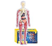 Plantilla de Cuerpo Humano para, Juguete Educativo del Cuerpo Humano, Modelo de Aprendizaje de Anatomía, Para La Escuela, Para Jardín de Niños, Salón, Dormitorio Y