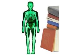Plantilla De Cuerpo Humano para | Organos Fluorescentes Biología,Modelo de Anatomía para,para Niños Y Niñas 8+ Estudio Biología Fisiología Halloween