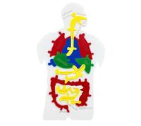 Plantilla del Cuerpo Humano Rompecabezas del Sistema Digestivo Humano | Juego Científico de Anatomía para Adolescentes y Profesores